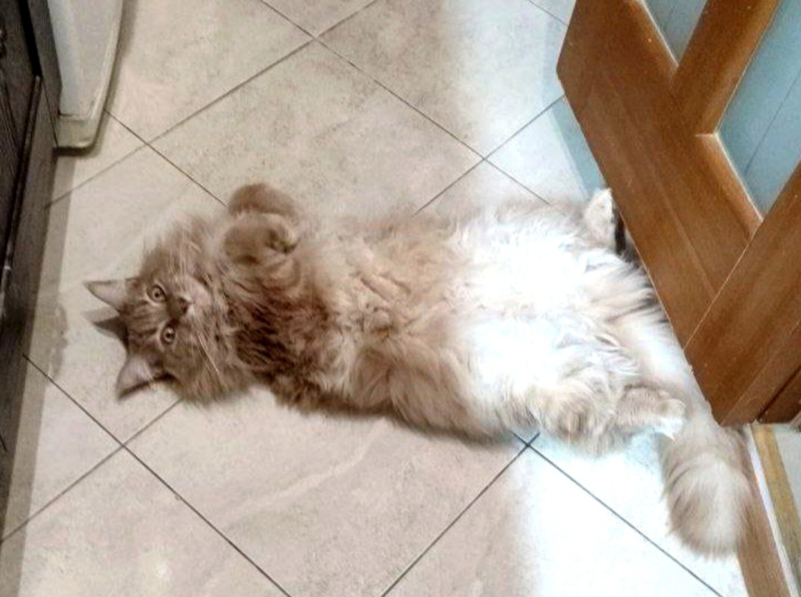 blob