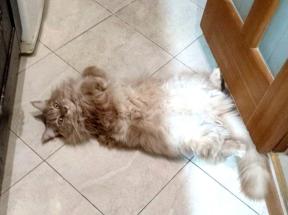 blob
