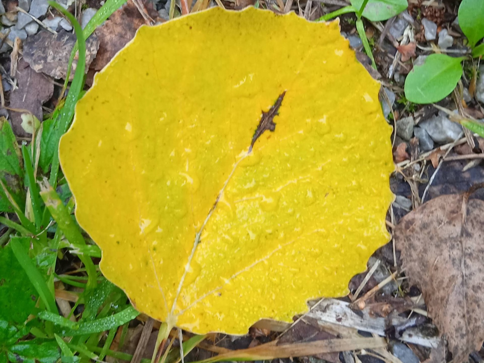 blob