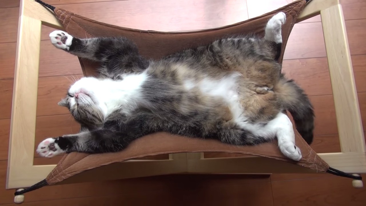 blob