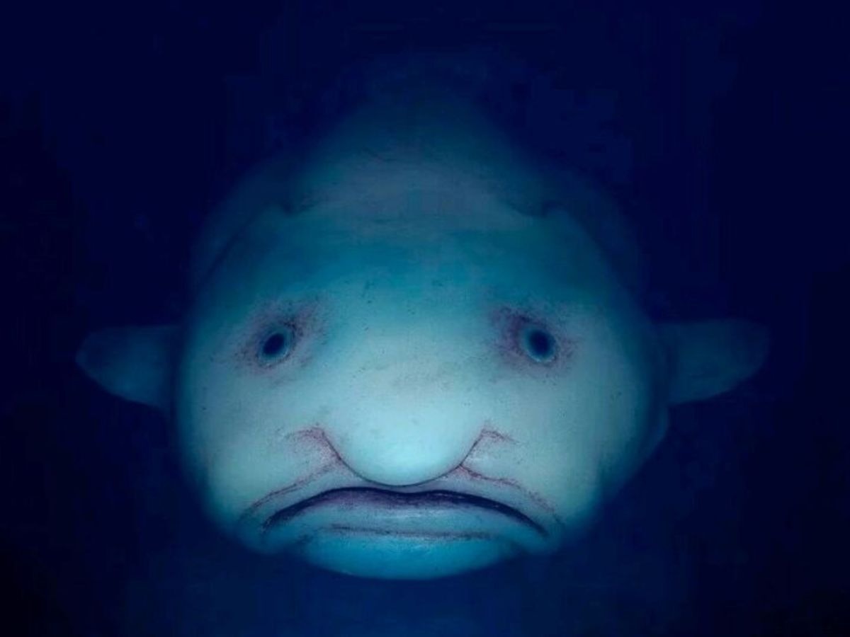 blob