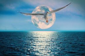 inpearls-image-0jp8ltht2ore9cViNBD