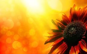 inpearls-image-7gnunasunnvb6WupmMP
