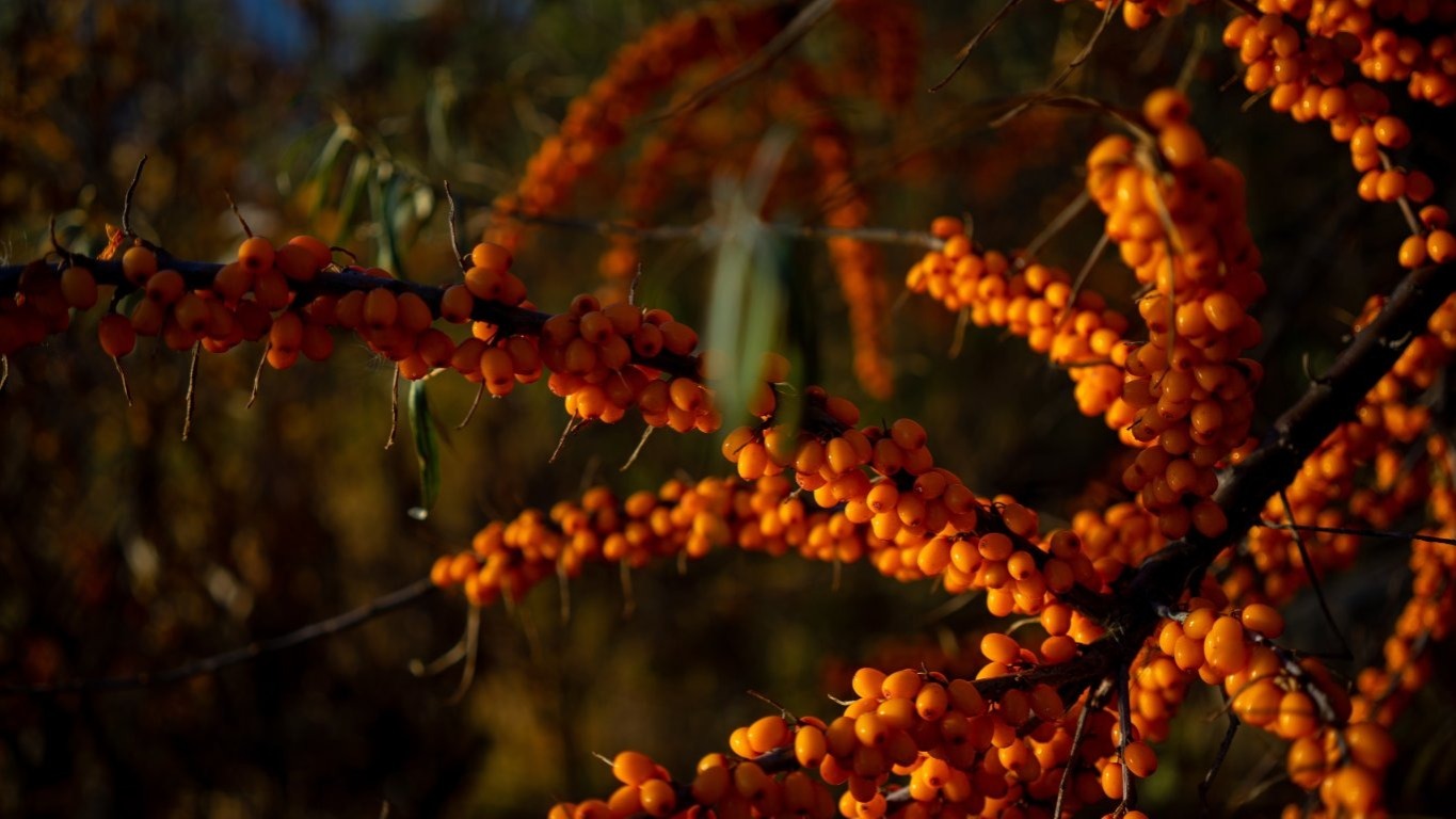inpearls-image-8hd4r0v4kes51sJykmJ