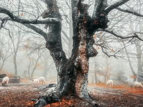 inpearls-image-c5ndppi389054yKJdTP
