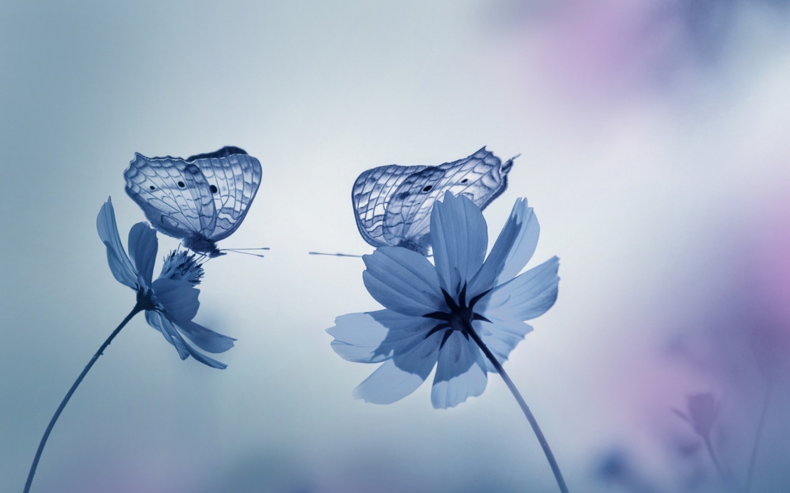 inpearls-image-1v55vq8cfjgs3sKwdNo