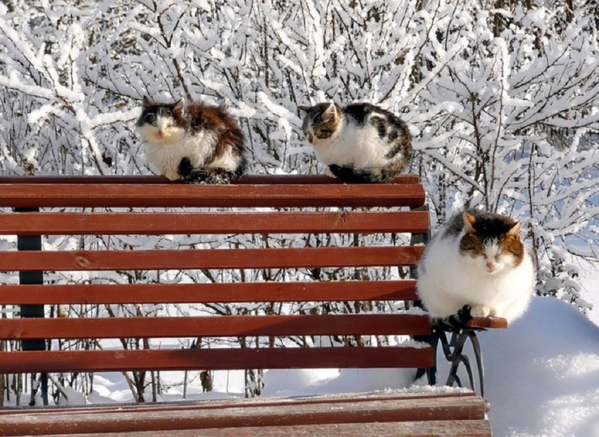 Сижу жду весну. Кот сидит на скамейке. Кошка на улице зимой. Коты на лавочке. Кот на лавочке зимой.