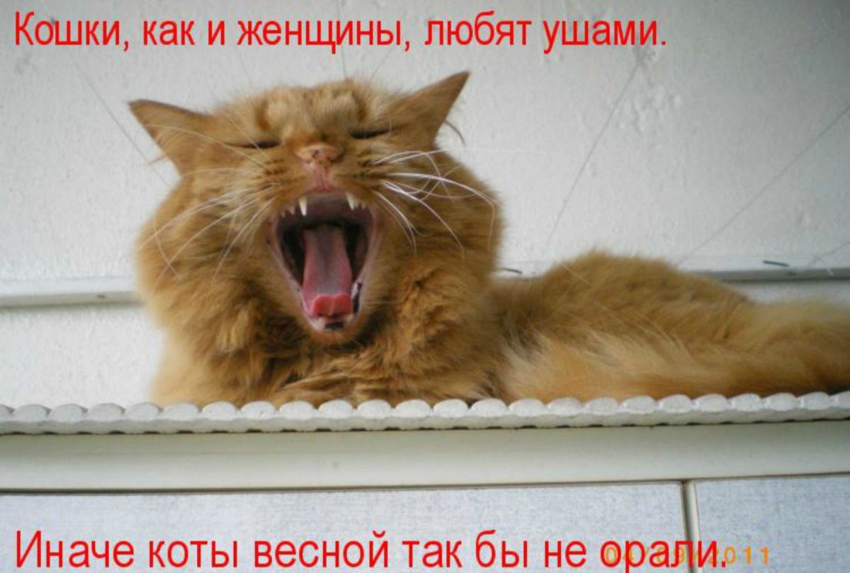 Март кошки картинки смешные. Приколы про котов в марте. Про мартовских котов с юмором. Кот юмор.