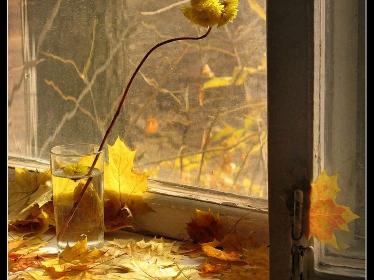Ветка стучит в окно. Окно осень. Осенний дождь. Осенняя печаль. Осень дождь.