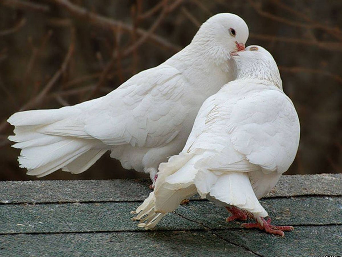 Golubi. Белый голубь. Красивые голуби. Пара голубей. Голуби воркуют.