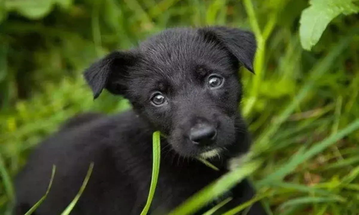 К чему снится собака черная большая добрая. Черный щенок дворняжки. Черная собачка дворняжка. Черный щенок дворняги. Черный щенок дворняги 3 месяца.