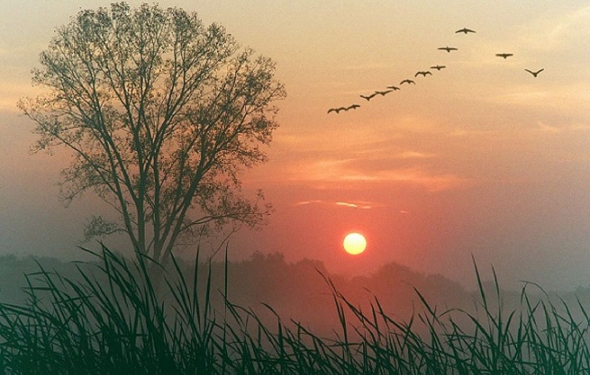 Вечер был прохладный. Птицы на Восходе солнца. Чудесный закат. Рассвет солнца.