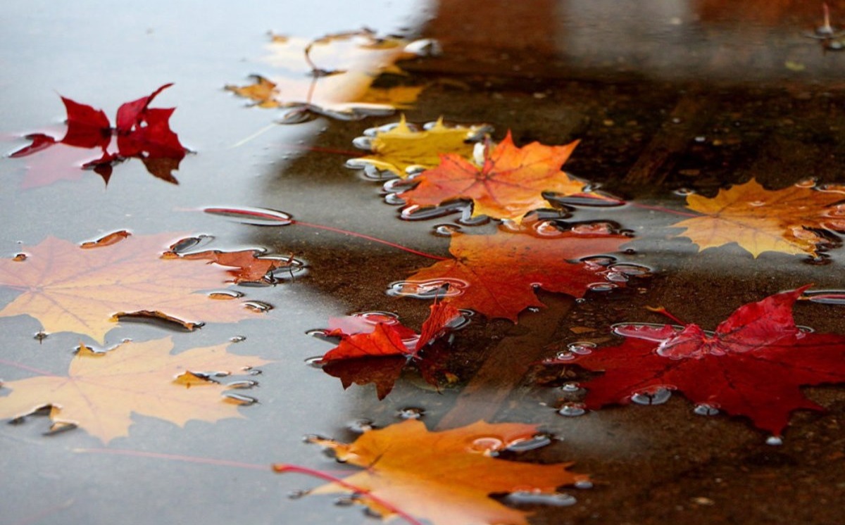 Осенняя музыка дождя. Листья в луже. Дождливая осень. Осенние листья в луже. Осень дождь.