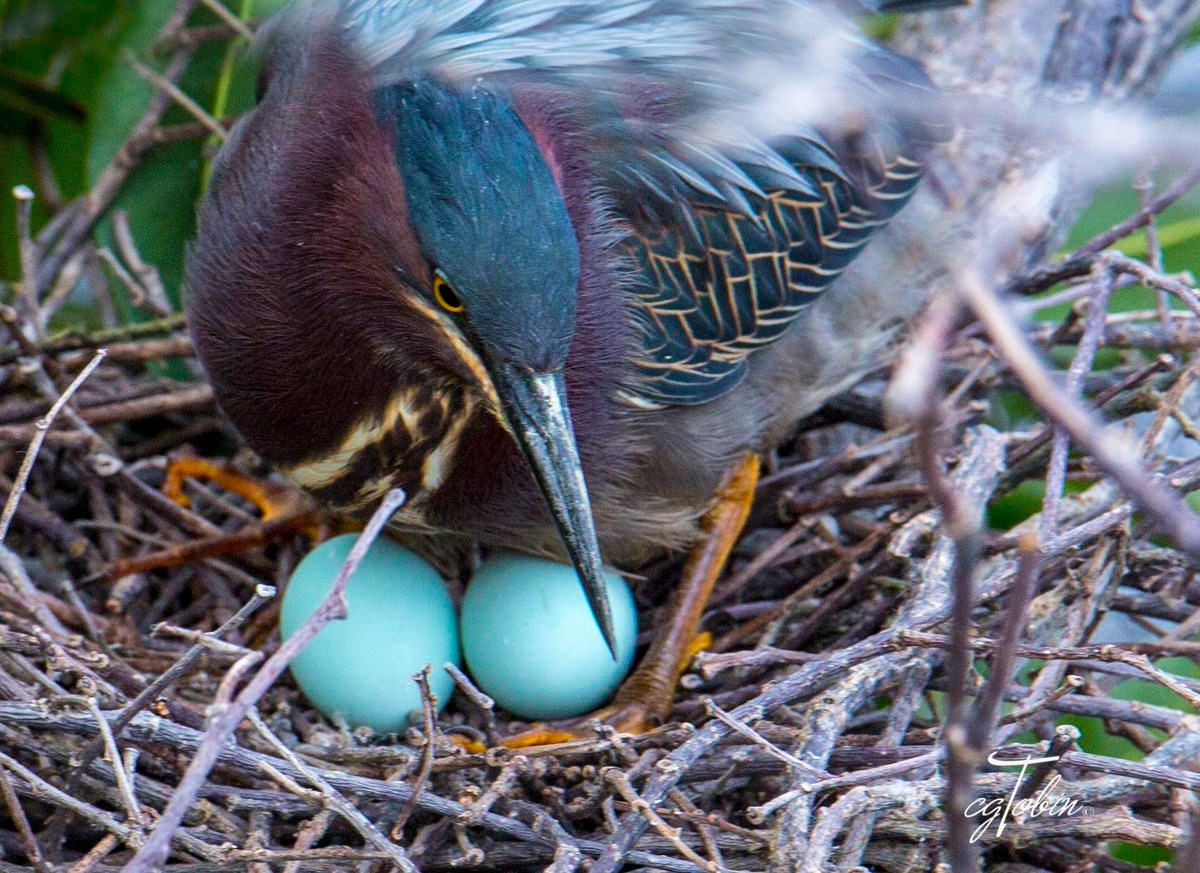 Песня птички яички. Птица с синими яйцами. Сибирская птица с синими яйцами. Птичка с сине голубыми яйцами. Синее яичко птич.