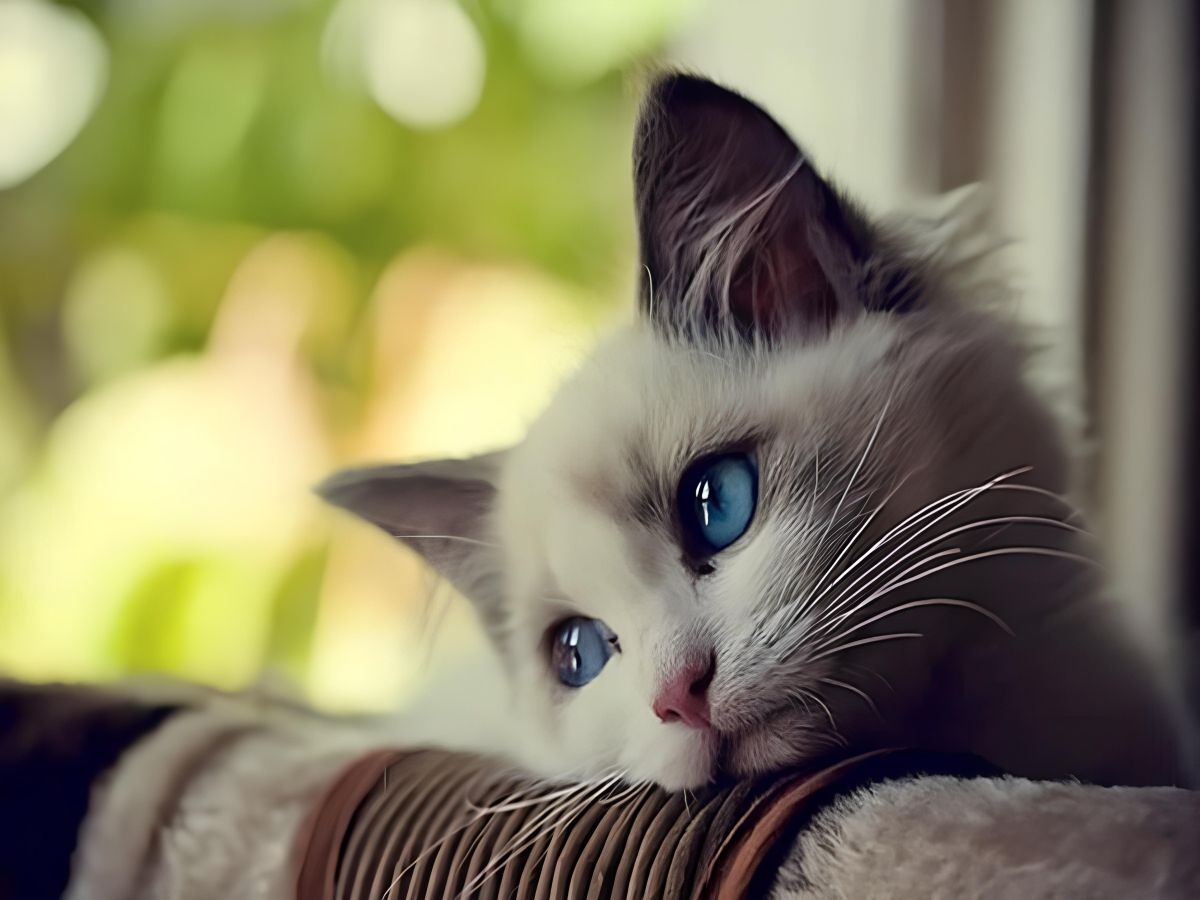 Что мне скучно малая давай вправо потом. Грустный котенок. Красивые кошки. Кошка с красивыми глазами. Котенок с грустными глазками.