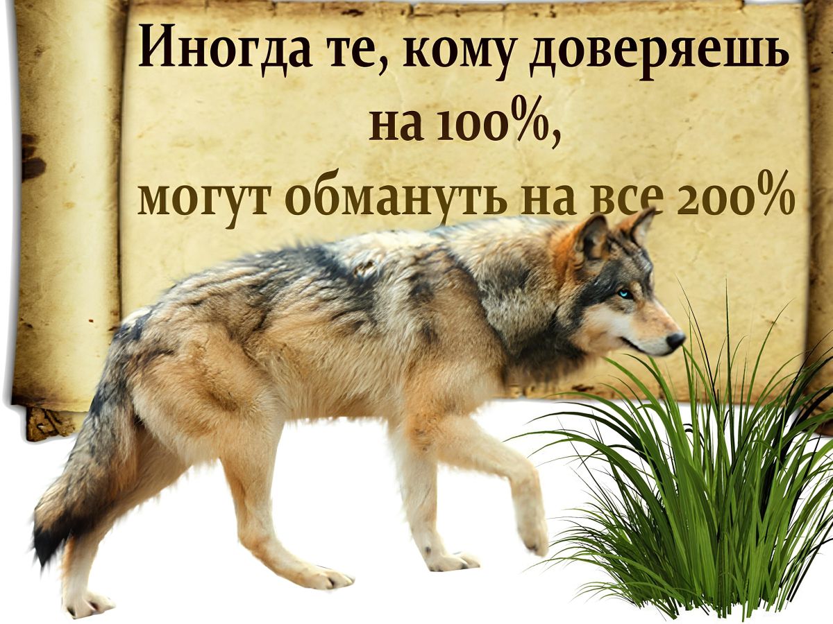 Добрый человек никогда не будет. Цитаты про обман и доверие. Обман цитаты в картинках. Цитаты про доверие и предательство. Цитаты волка про доверие.