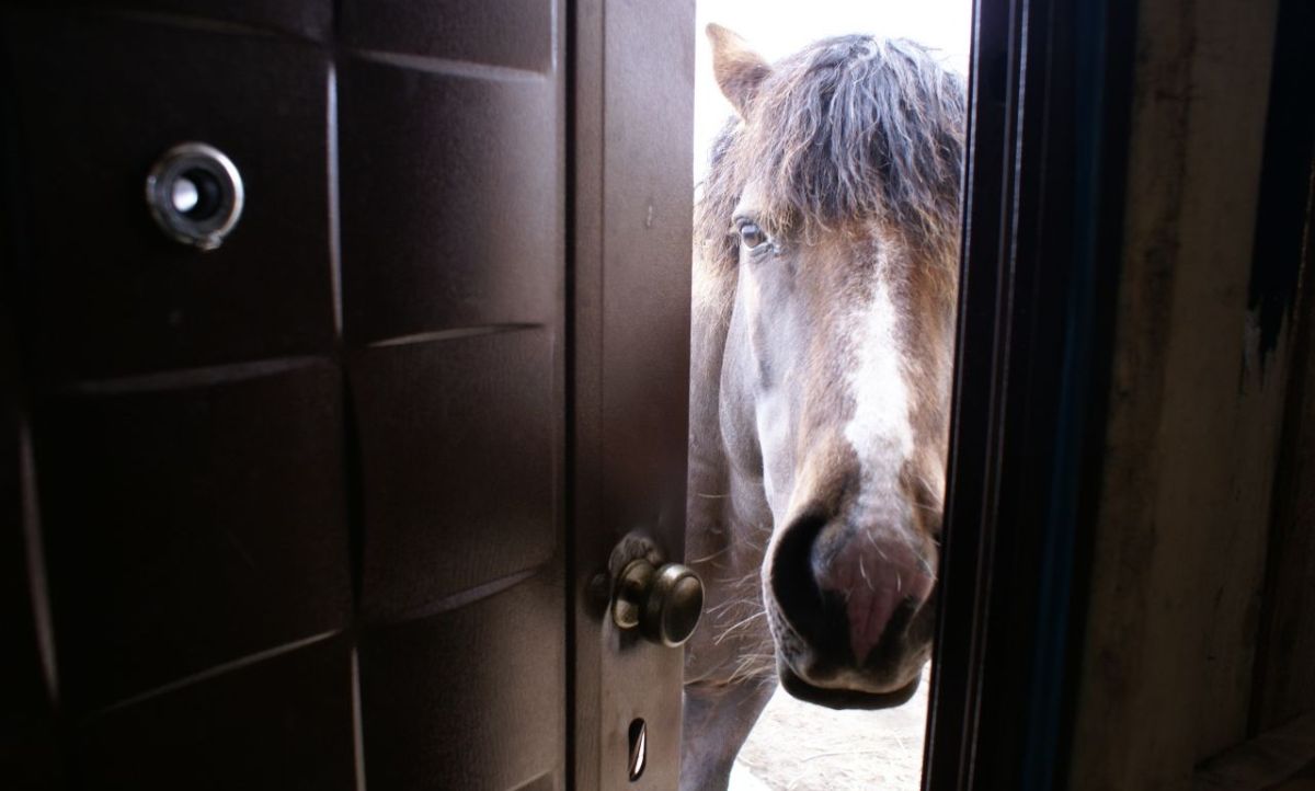 Лошадка пришла. Лошадь заглядывает в окно. Конь в пальто. Конь в окне. Лошадь стучится в дверь.