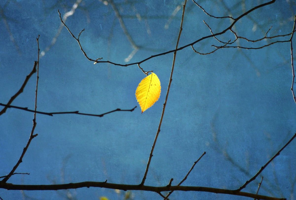 Облетевшей березке. Дерево с желтыми листьями. Ветка с желтыми листьями. Последний листок на дереве. Ветка с листьями.
