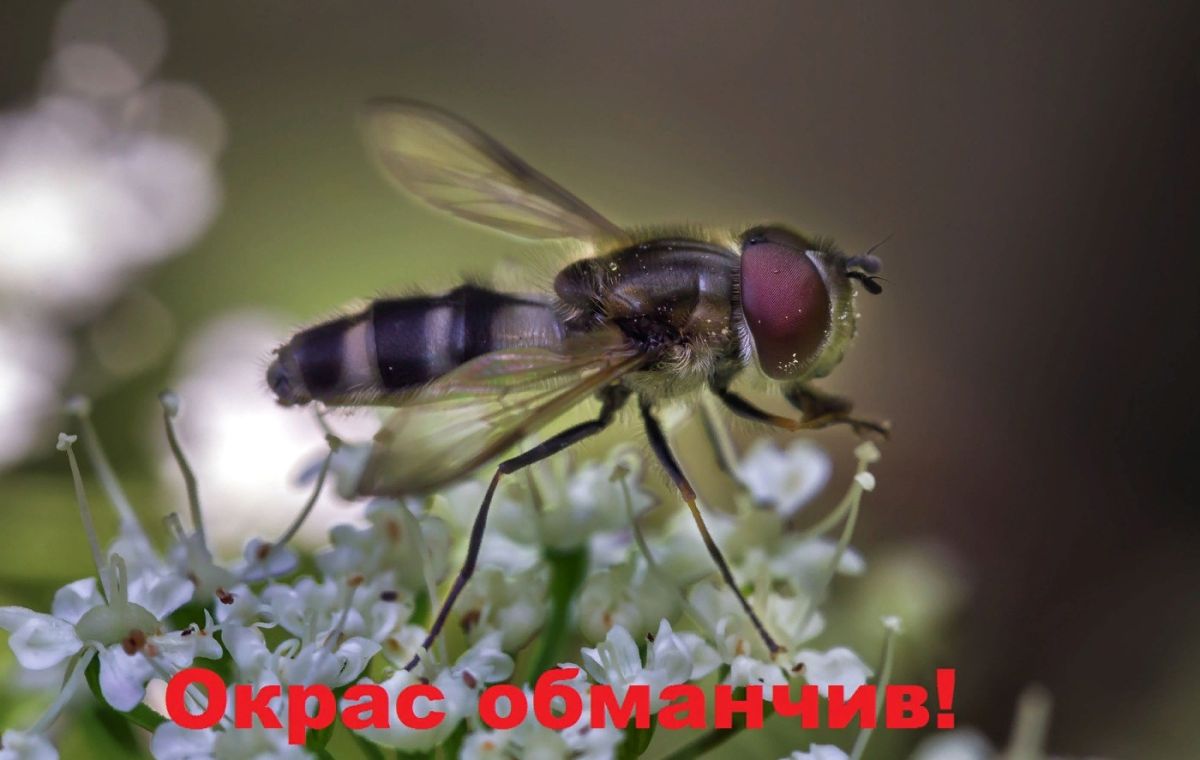 Иллюстрация к публикации