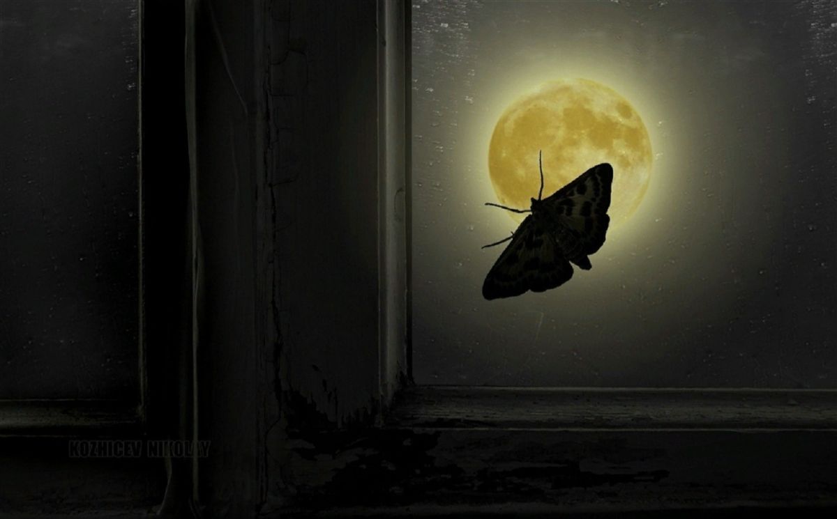 Ночная бабочка садится на раскрытую книгу