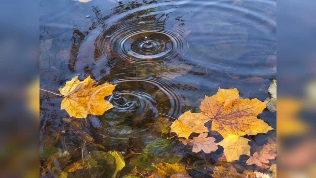 Падающие листья в воду. Осенние лужи. Осень лужи. Осенние листья на воде. Осенние листья в луже.