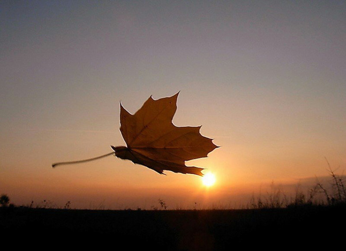 Улетели теплые дни. Падающие листья. Осенний полет. Листья клена на ветру. Листики падают.