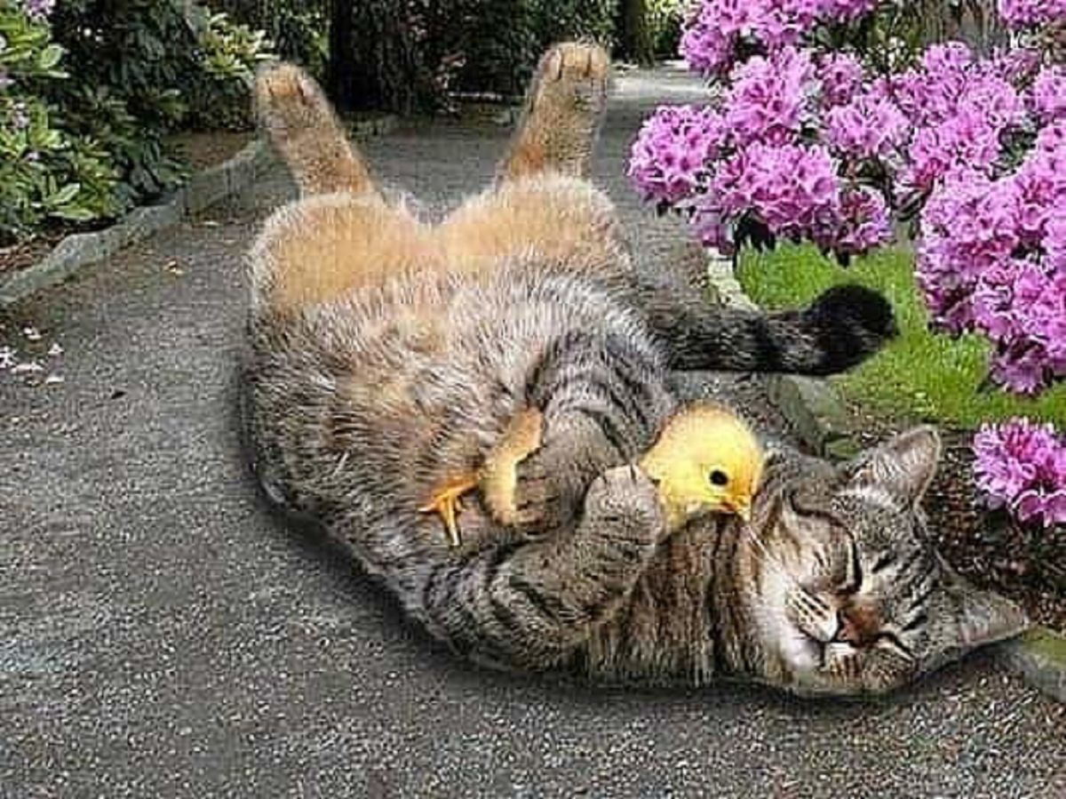 Cat duck. Кошка с цыплятами. Котик и цыпленок. Позитивные кошки. Котята и цыплята смешные.