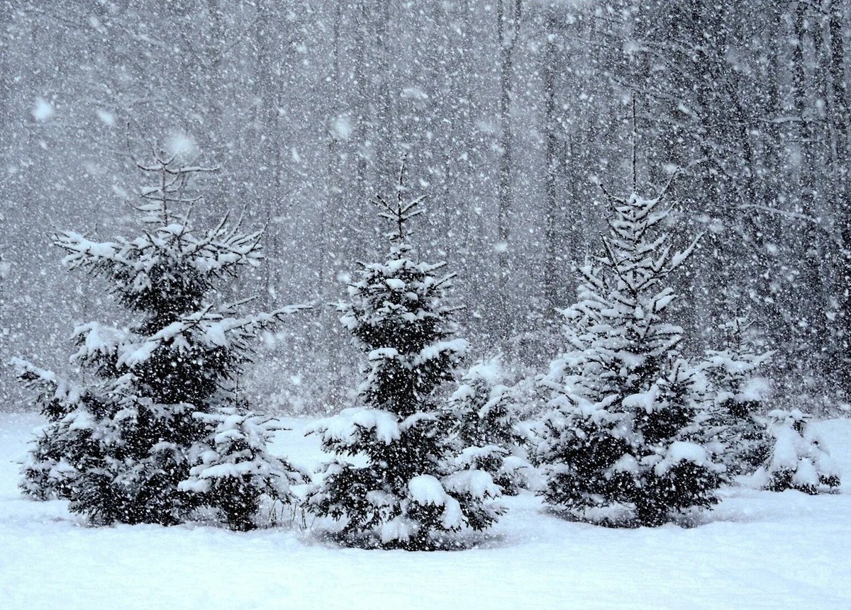 Снег идет. Падающий снег. Снегопад в лесу. Красивый снегопад. Декабрь сугробы