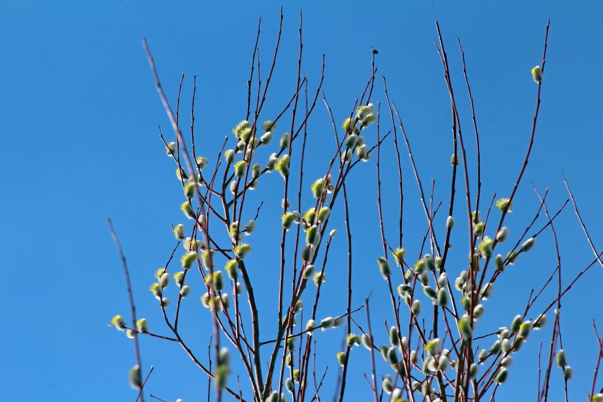 Иллюстрация к публикации