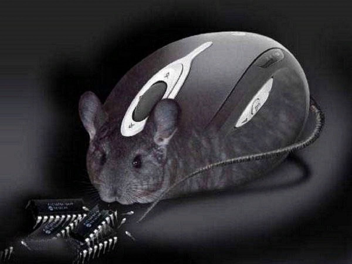 Болтун кто мышь. Мышь. Мышка компьютерная. Мышь компьютера. Мышка оригинальная.