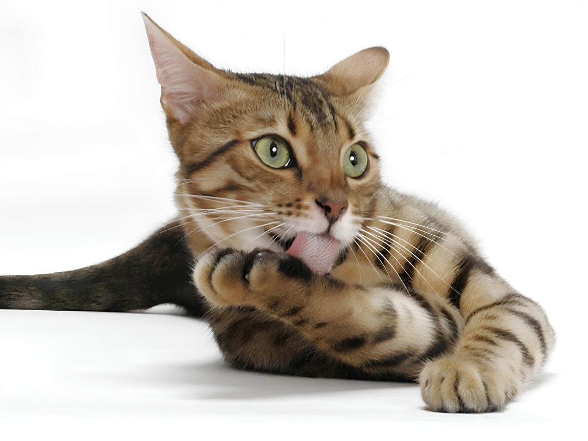 Европейская короткошерстная кошка бенгал. Калифорнийская сияющая Бенгальская кошка. Азиатская табби кошка. Бенгальская кошка на белом фоне.
