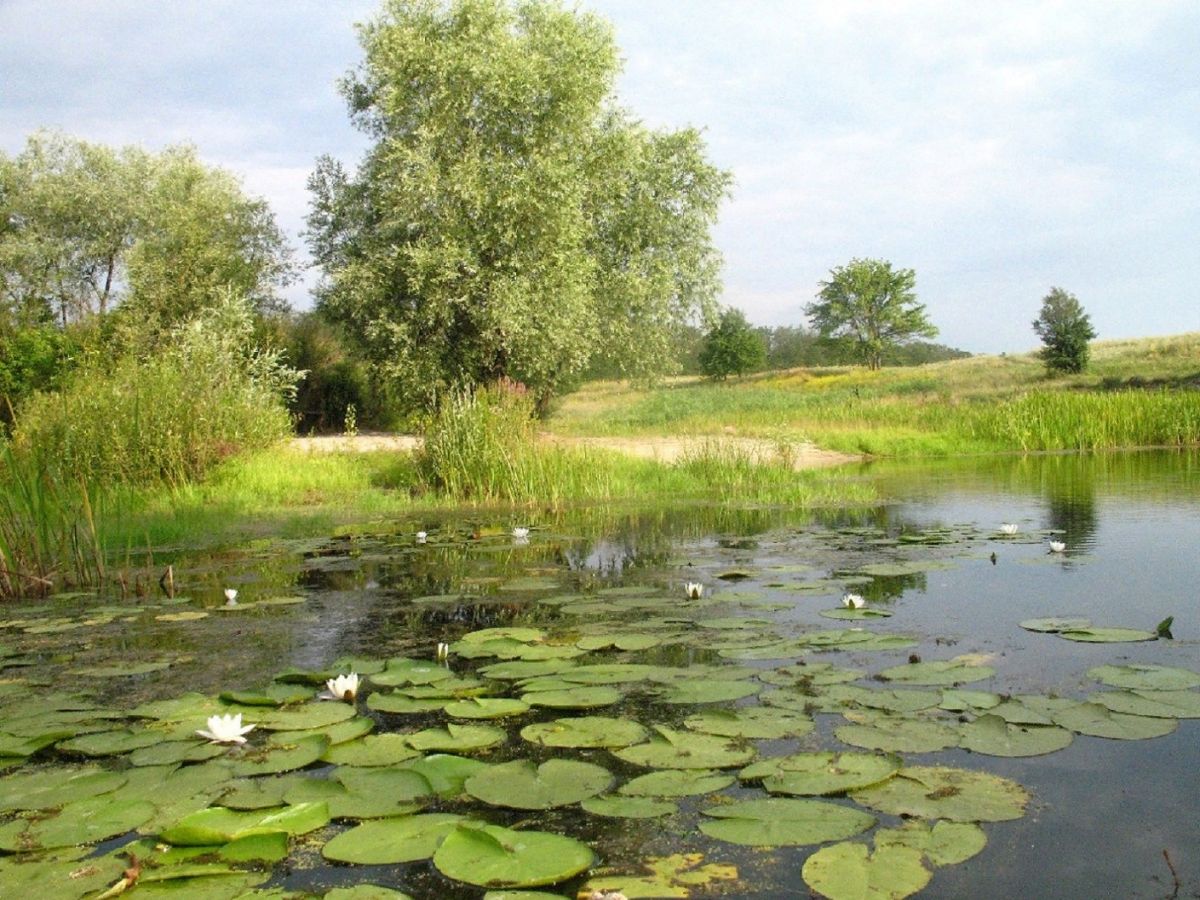Река Болото Пейзаж Фото