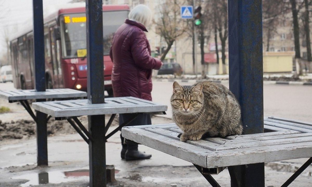 Иллюстрация к публикации