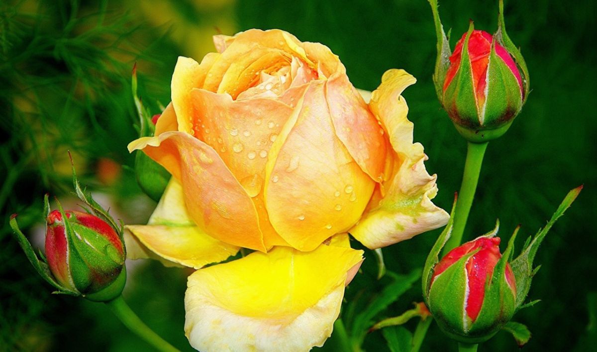 Иллюстрация к публикации