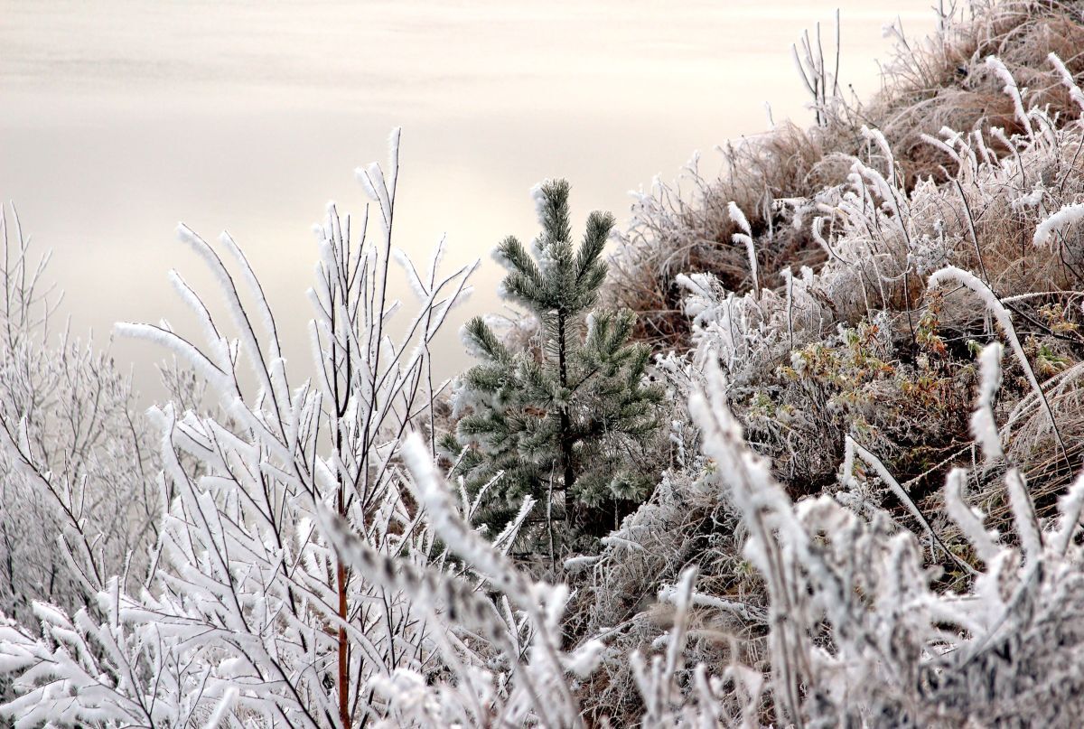 Иллюстрация к публикации