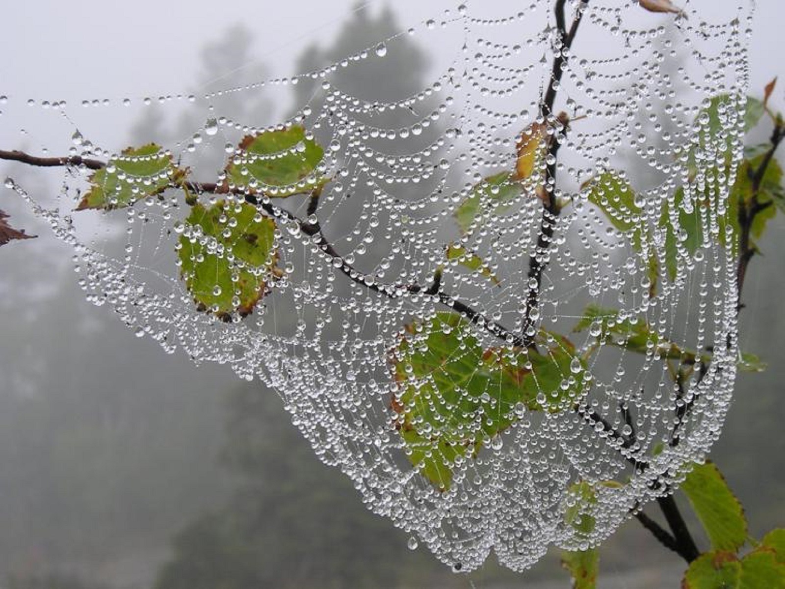 inpearls-image-fb7vehk8ckme8pRqPLP