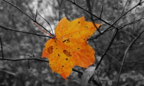 1850935-3369