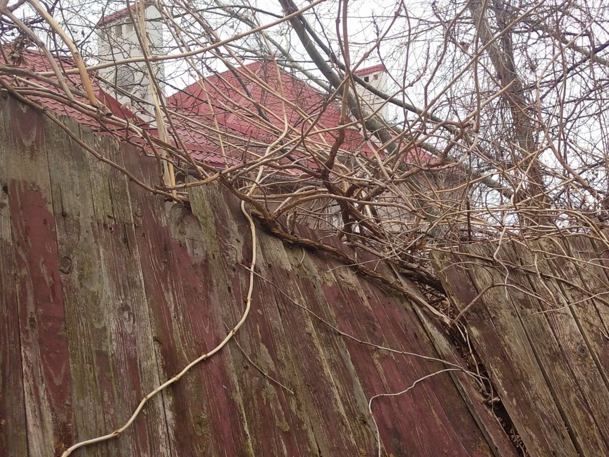 Иллюстрация к публикации