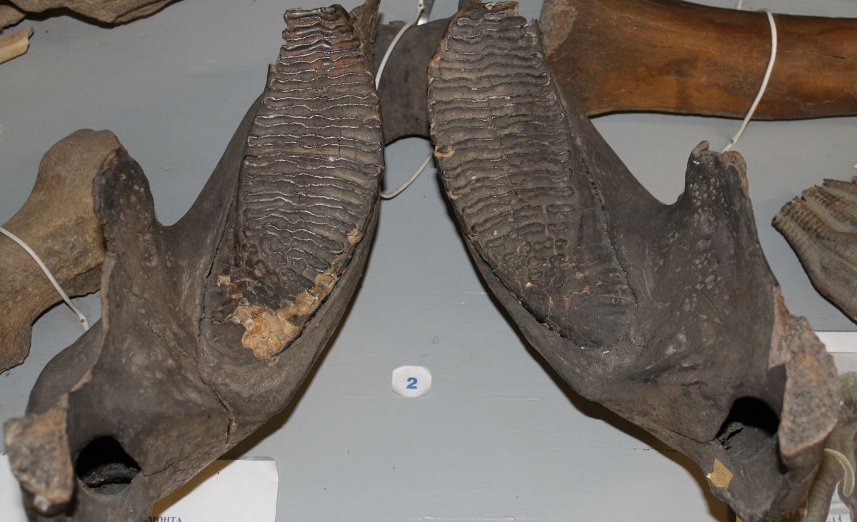 Иллюстрация к публикации