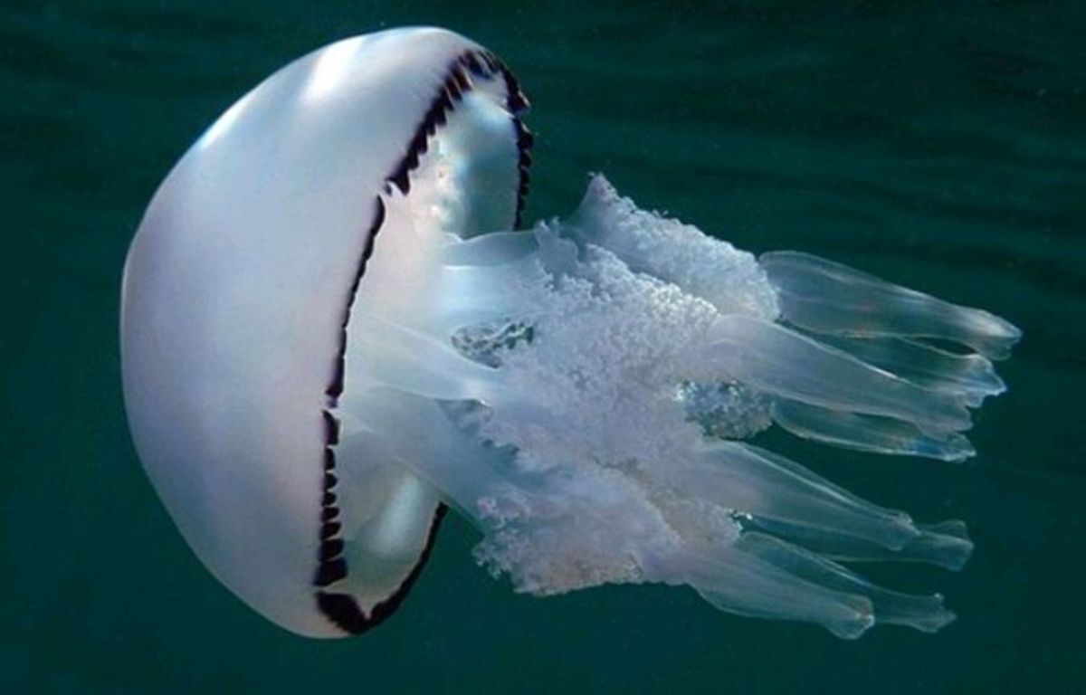 Иллюстрация к публикации