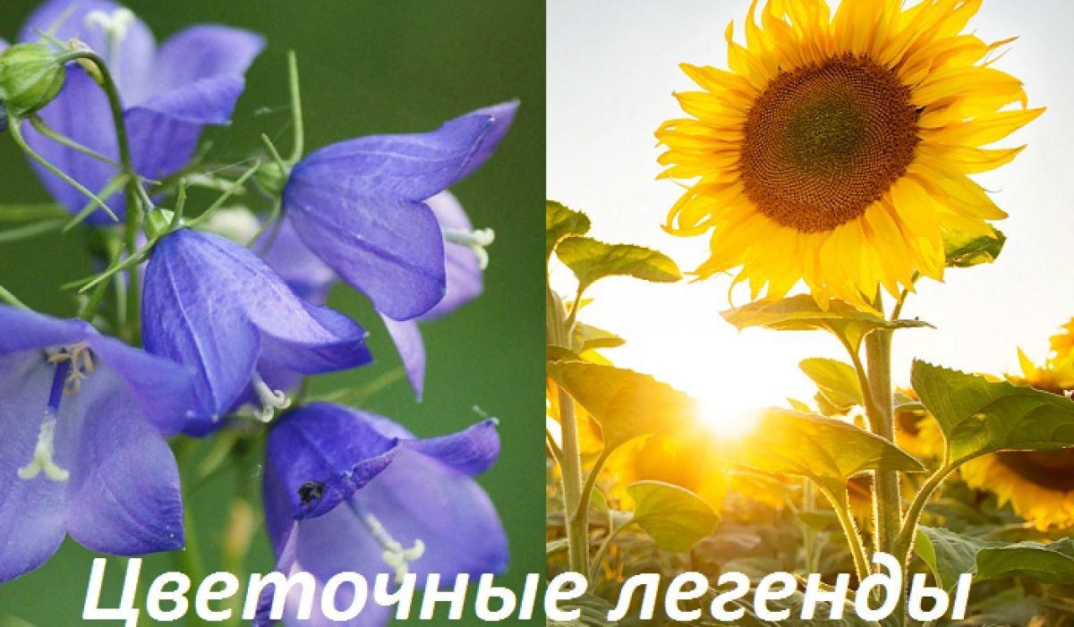 Иллюстрация к публикации