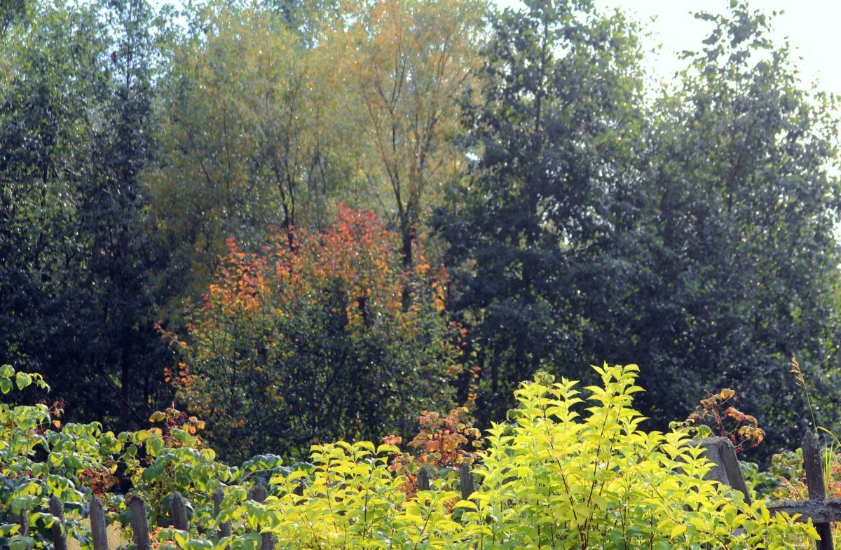 Иллюстрация к публикации