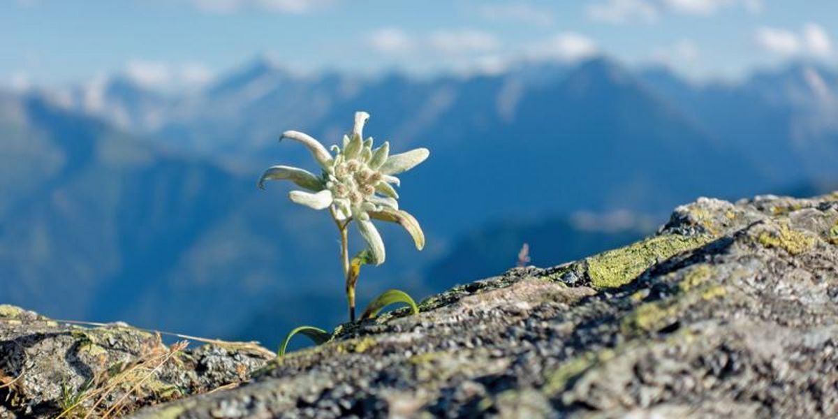 Иллюстрация к публикации