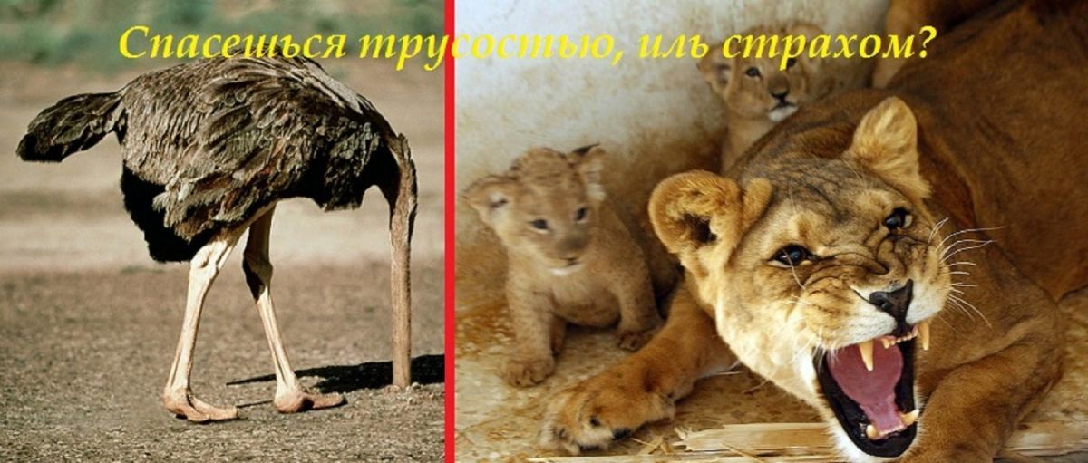 Иллюстрация к публикации
