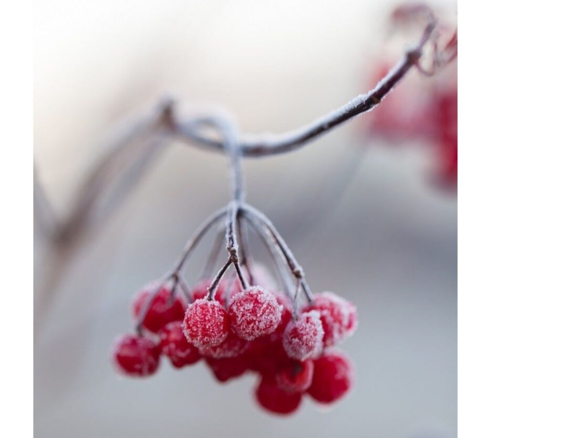 Иллюстрация к публикации