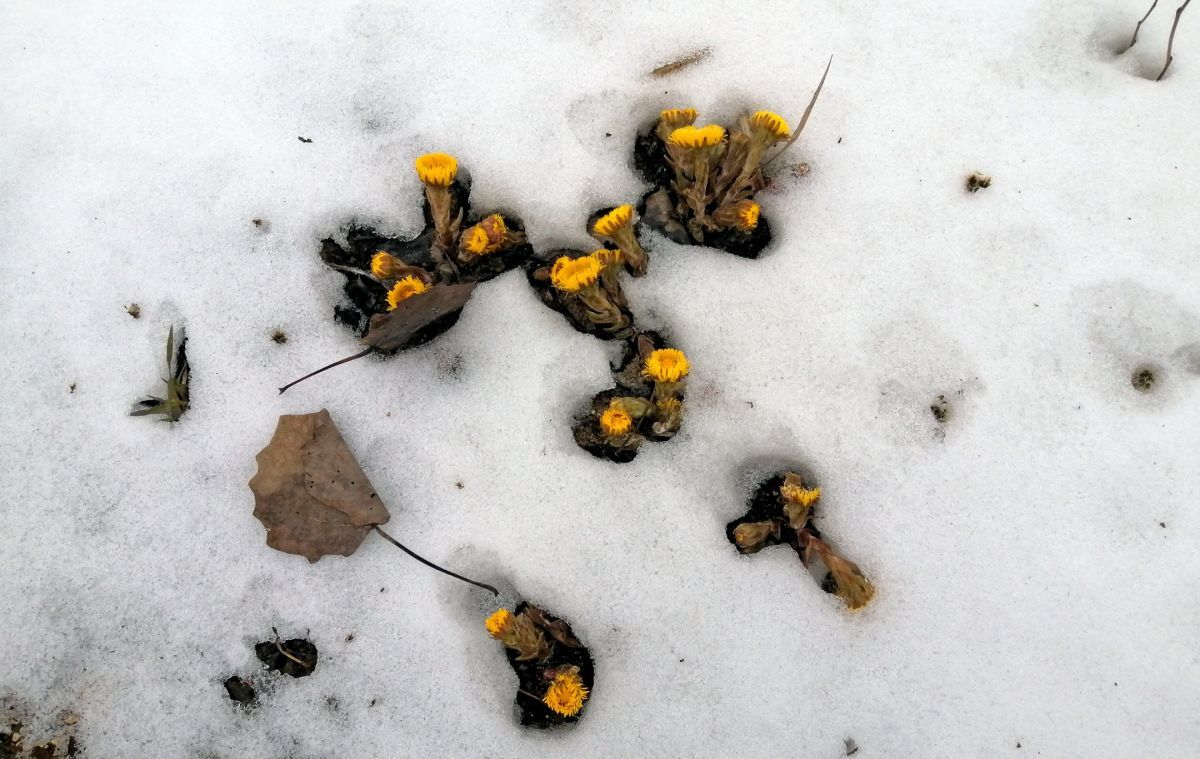 Иллюстрация к публикации