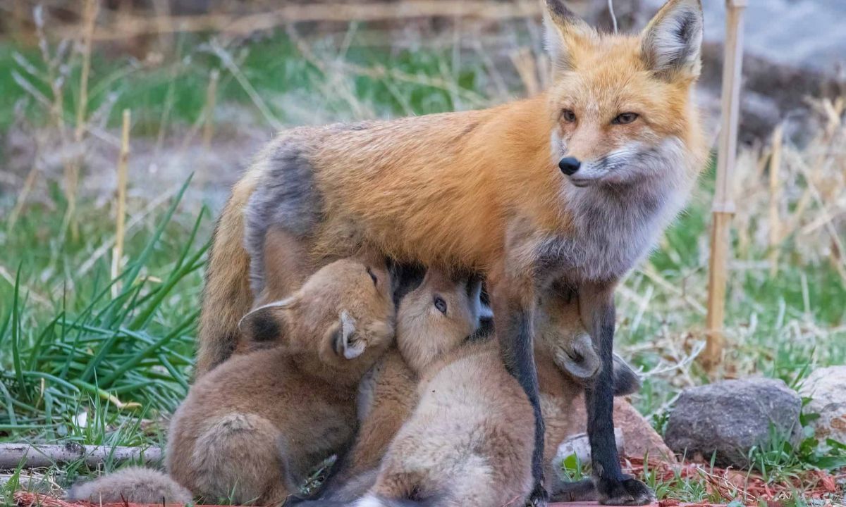 Иллюстрация к публикации