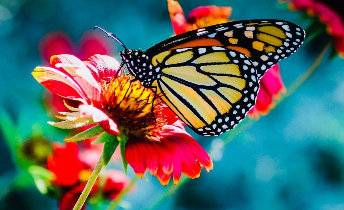 Иллюстрация к публикации