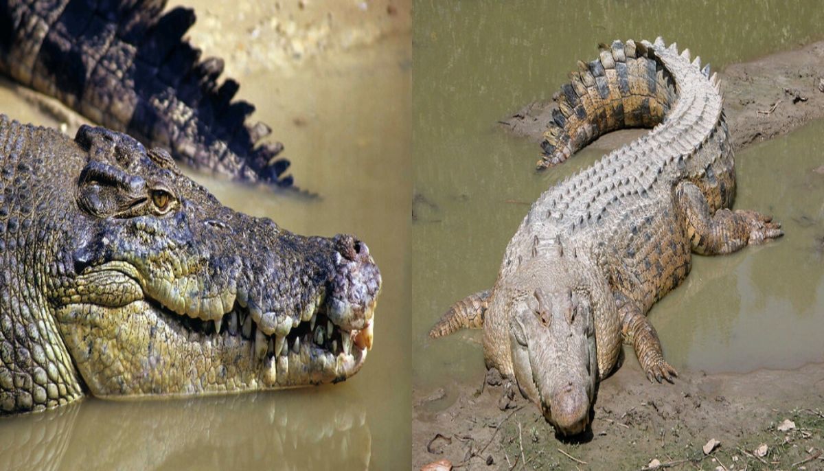 Иллюстрация к публикации