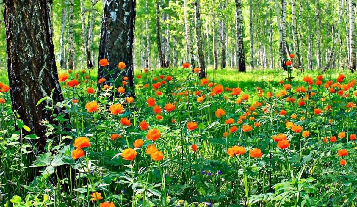 Иллюстрация к публикации